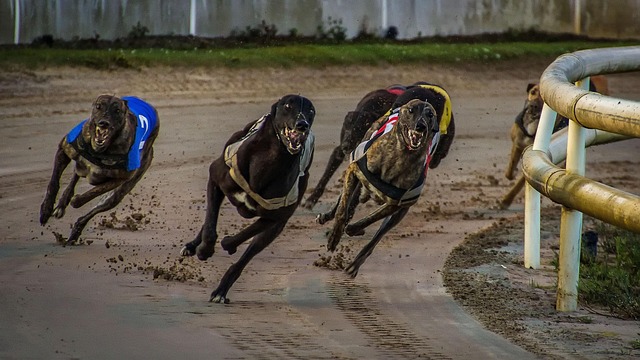 greyhound racing, greyhounds, kilcohan greyhound race, ireland, waterford, dynamics, speed, sand rail, dog sport, greyhound racing, greyhound racing, greyhound racing, greyhound racing, greyhound racing